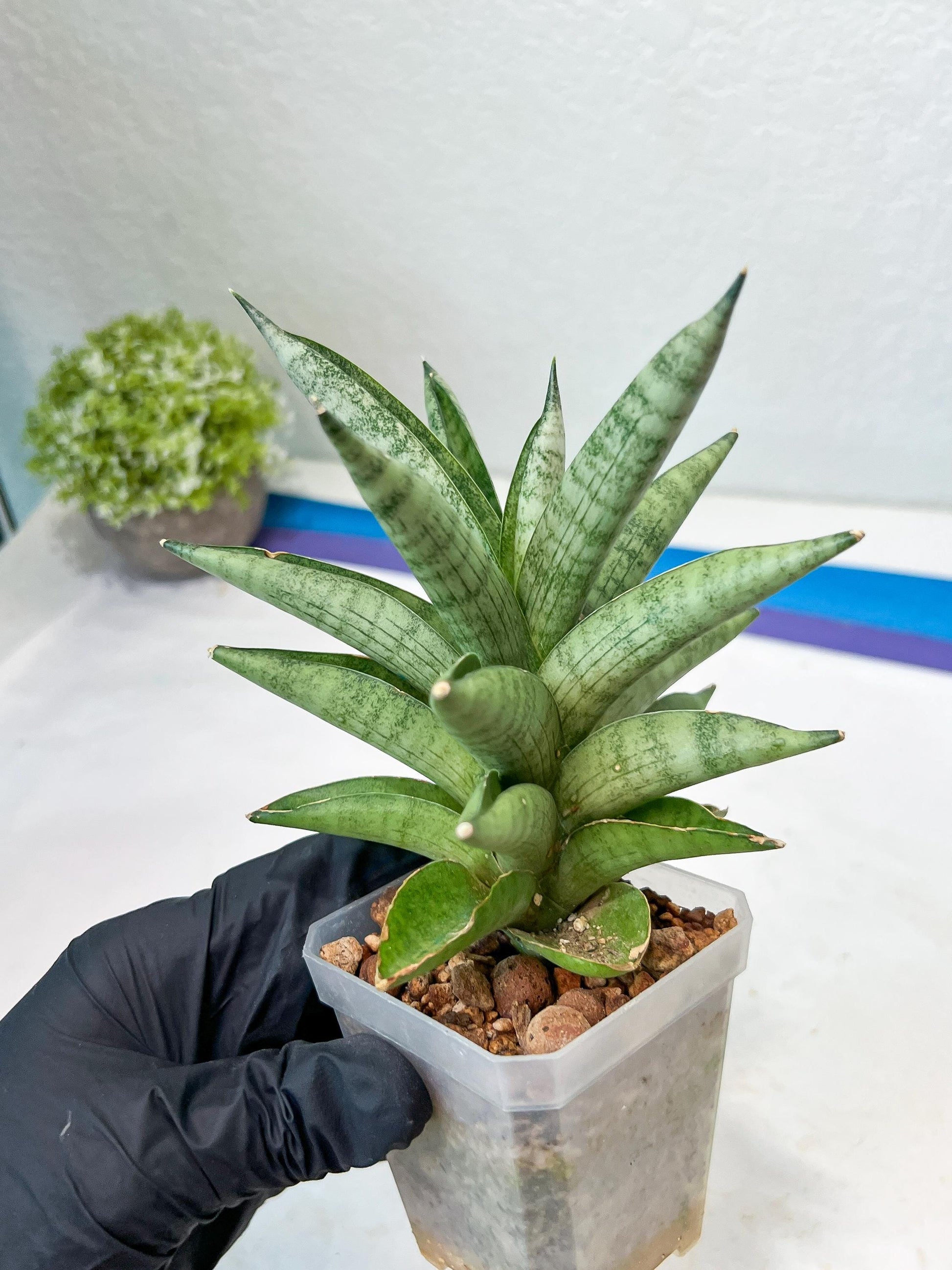 Sansevieria Soda (#A3) | Imported Plants
