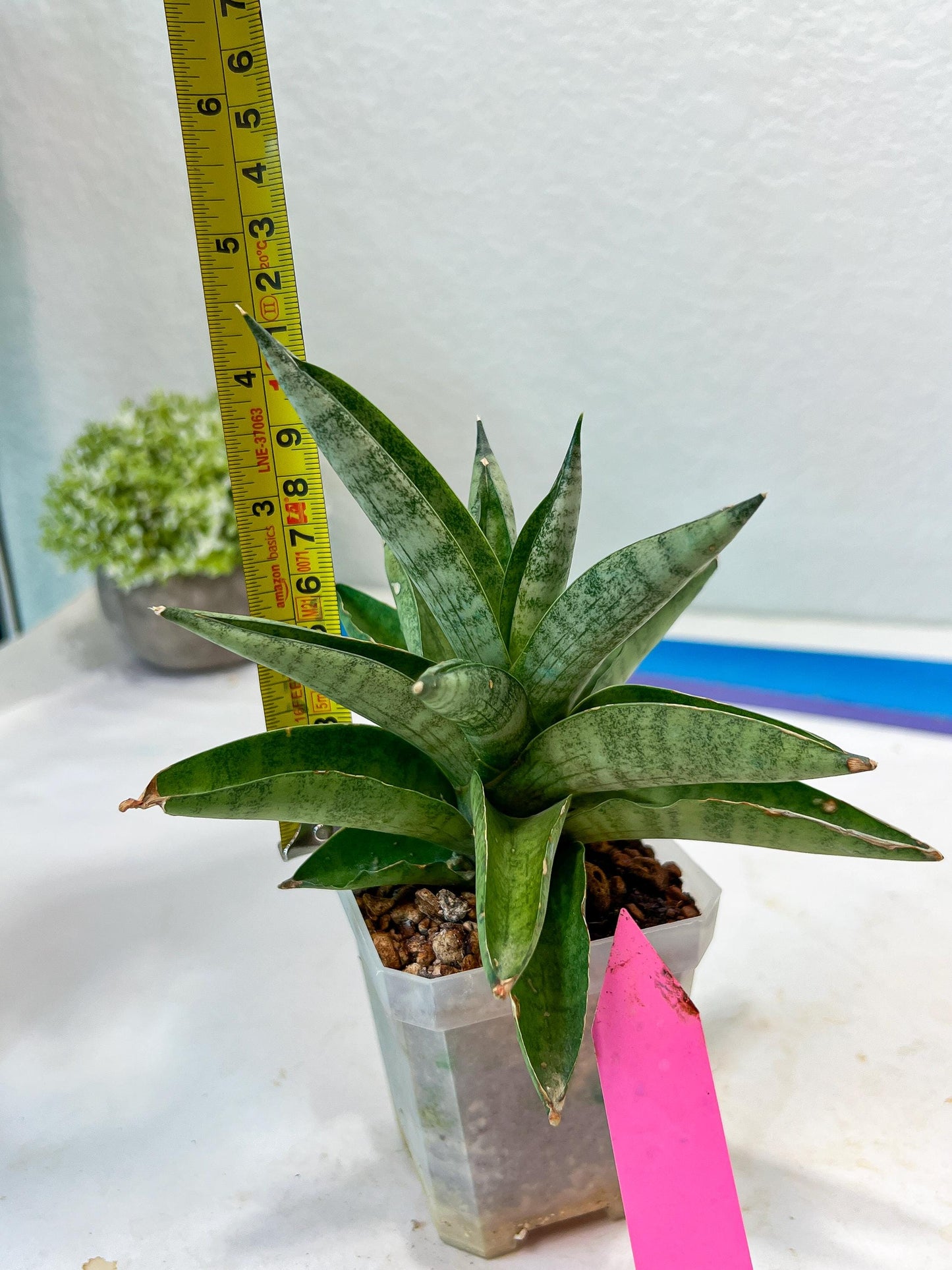 Sansevieria Soda (#A3) | Minor damage
