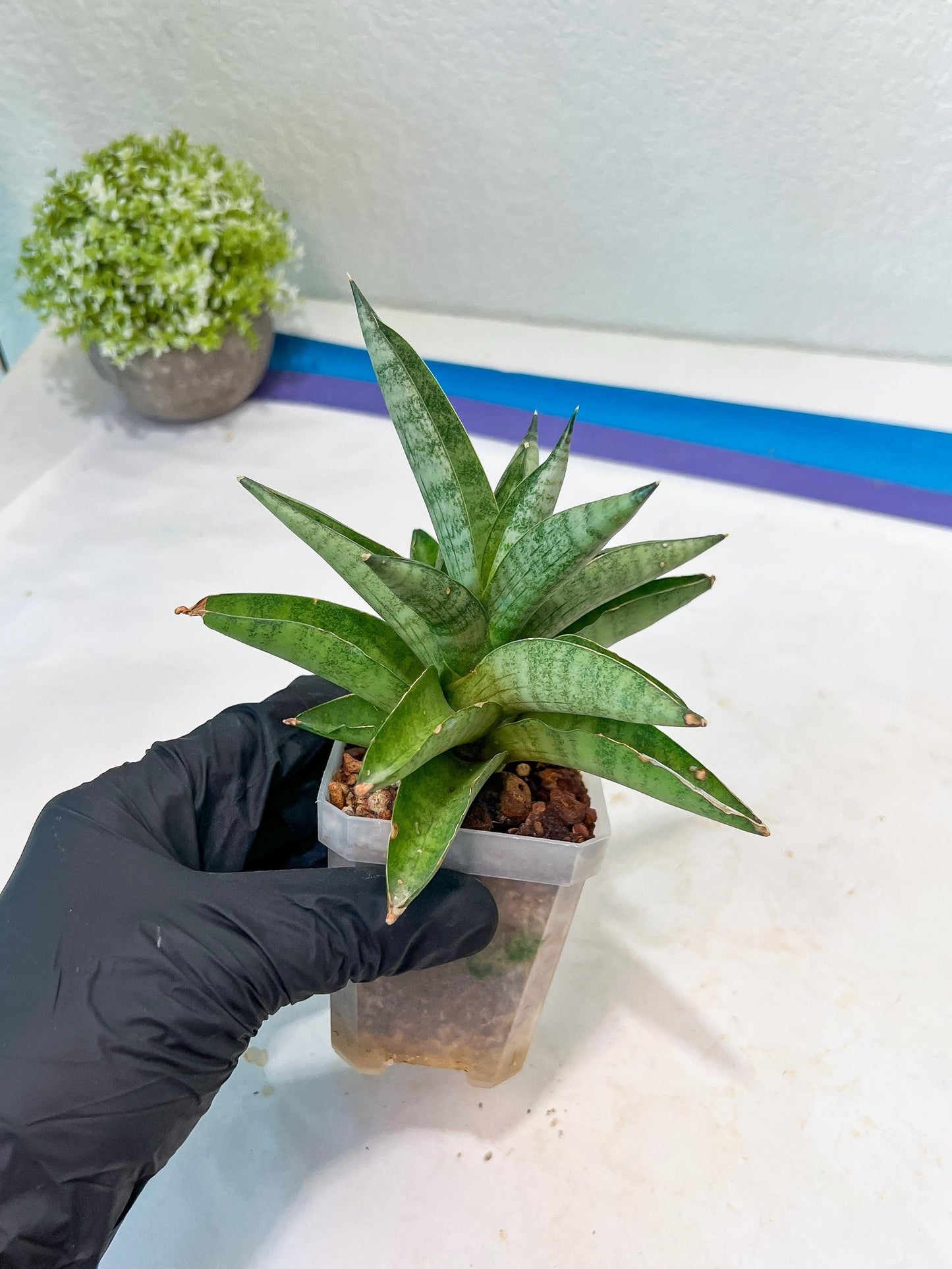 Sansevieria Soda (#A3) | Minor damage