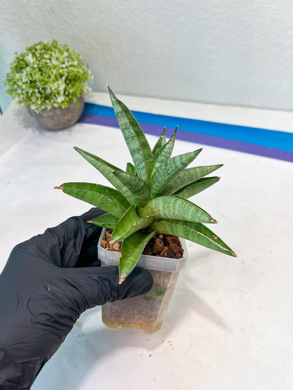 Sansevieria Soda (#A3) | Minor damage