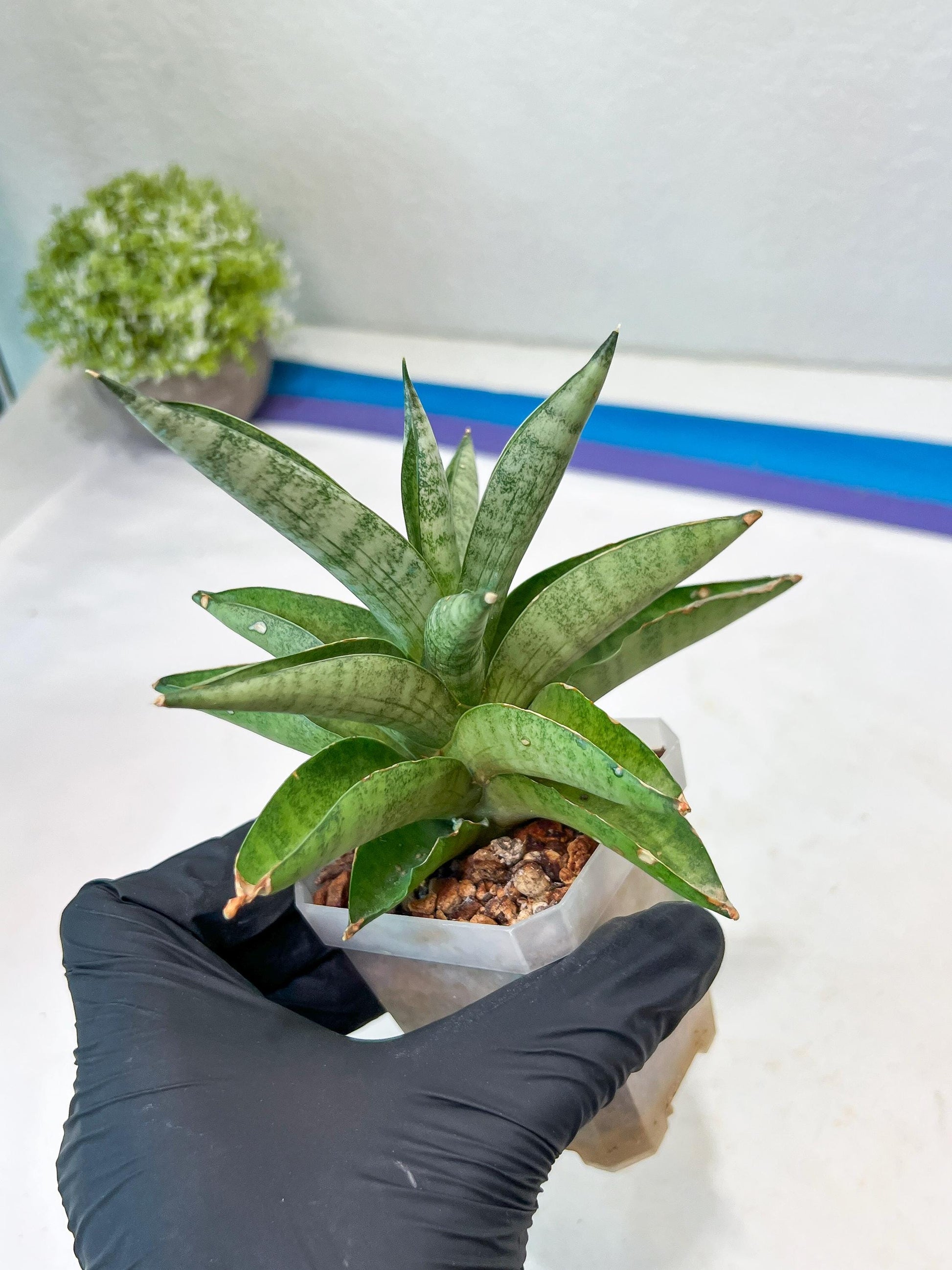 Sansevieria Soda (#A3) | Minor damage