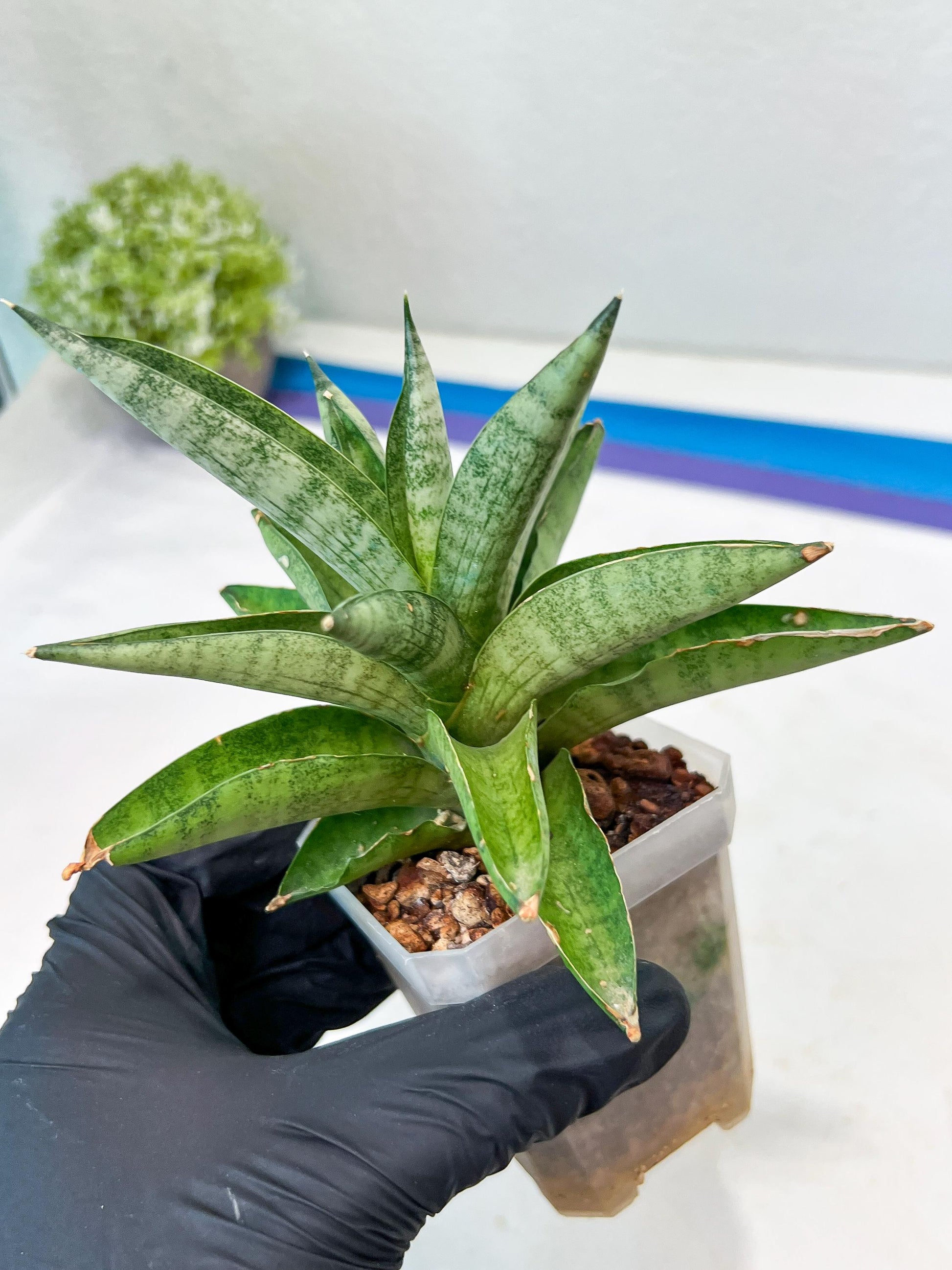 Sansevieria Soda (#A3) | Minor damage