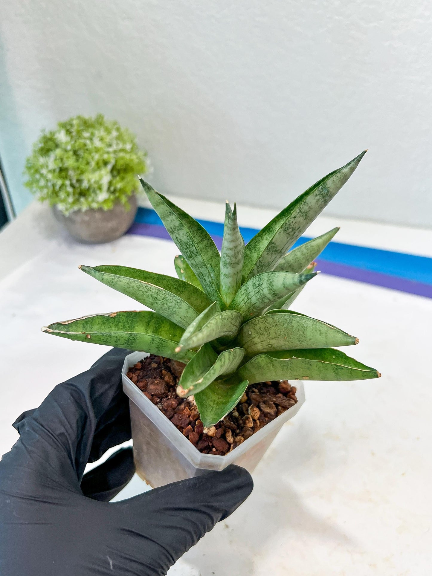 Sansevieria Soda (#A3) | Minor damage