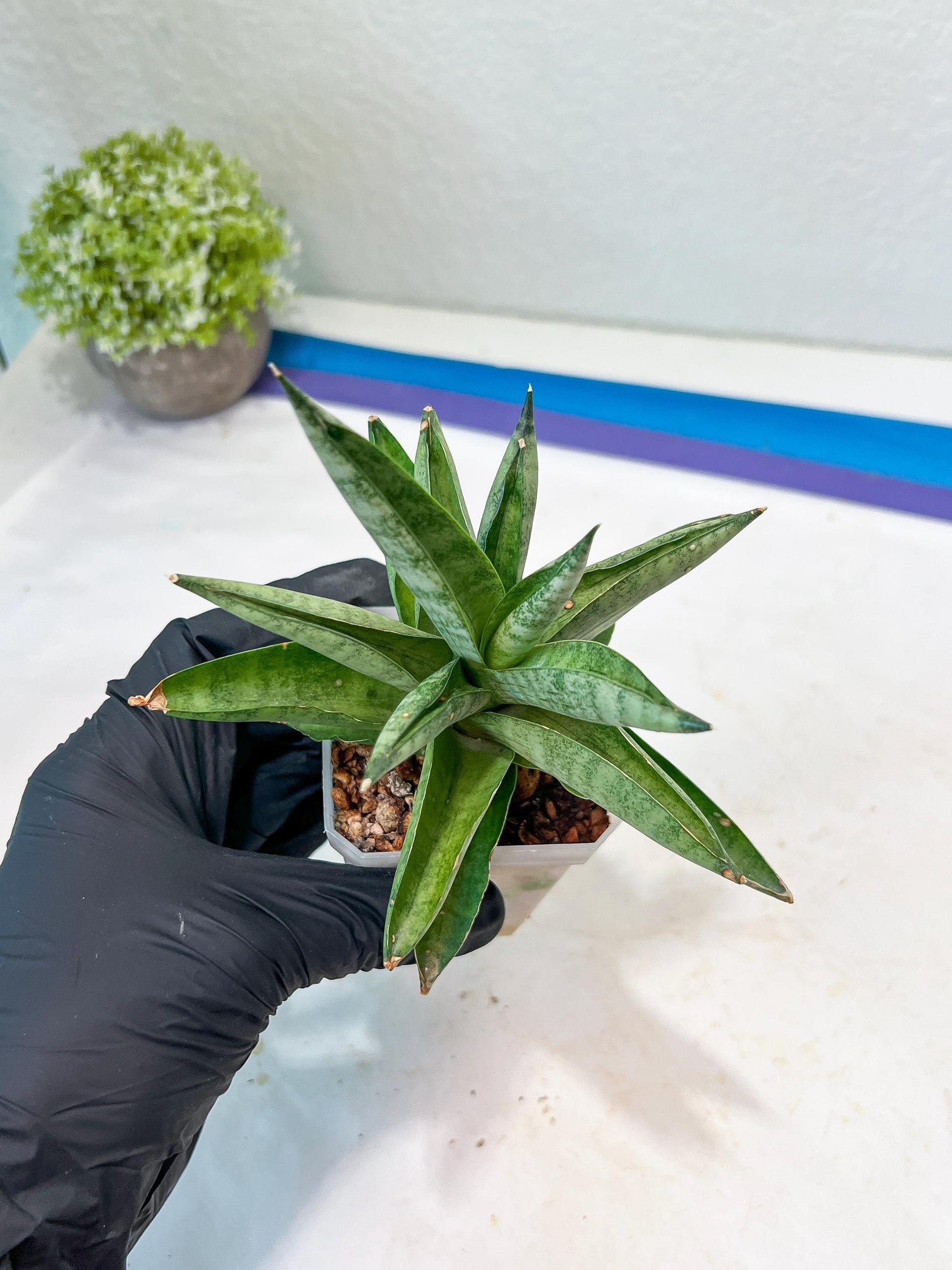 Sansevieria Soda (#A3) | Minor damage