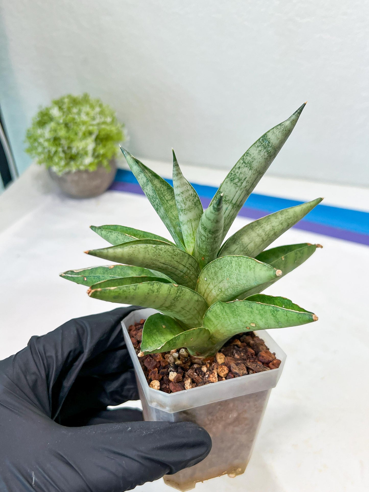 Sansevieria Soda (#A3) | Minor damage