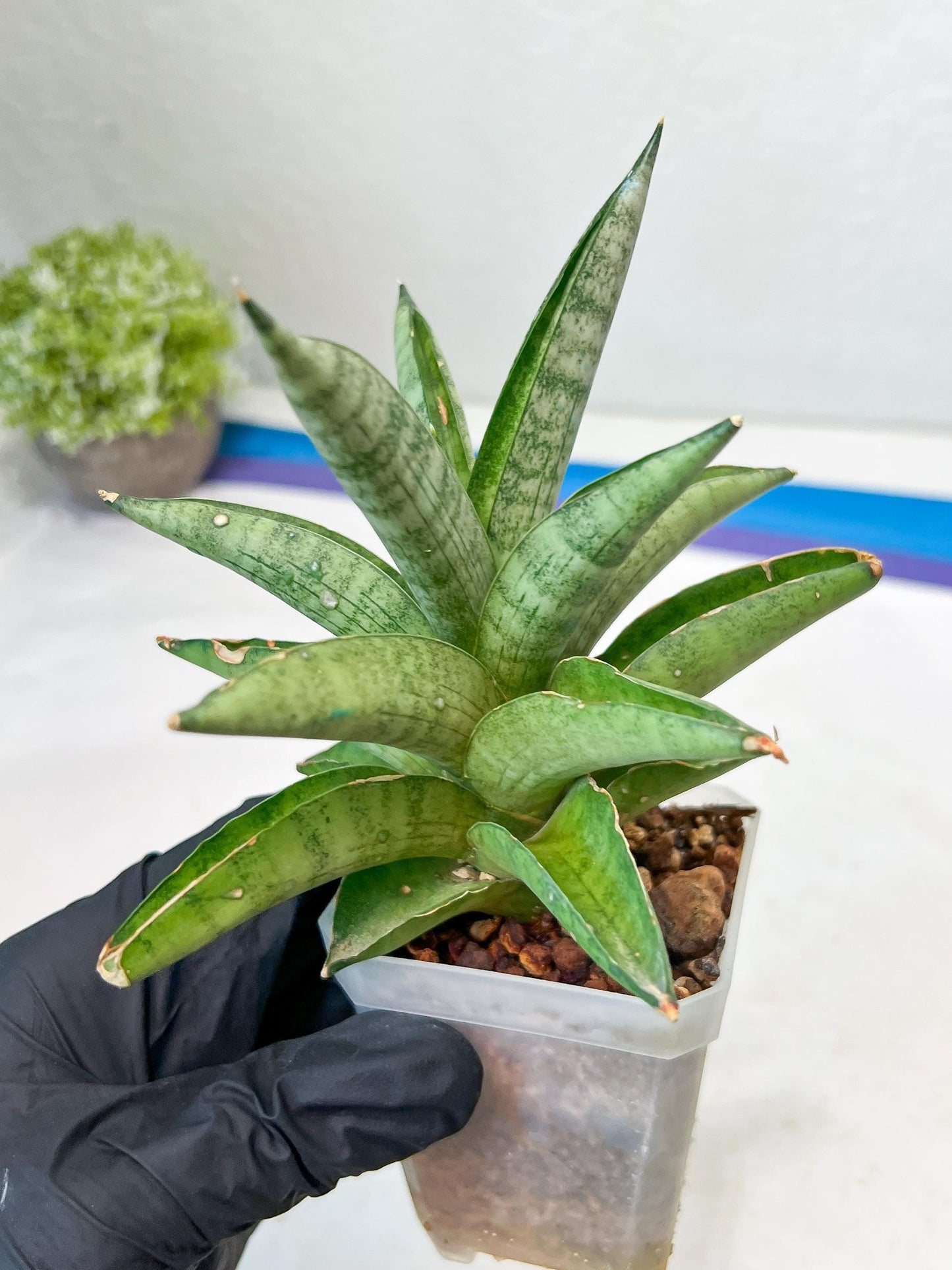Sansevieria Soda (#A3) | Minor damage