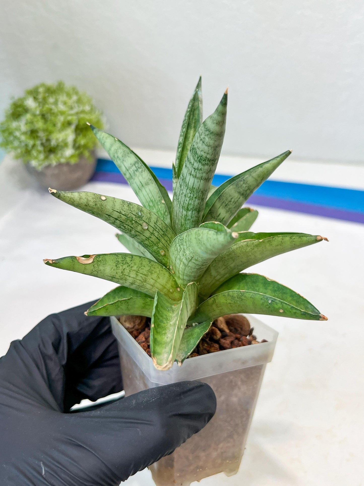 Sansevieria Soda (#A3) | Minor damage