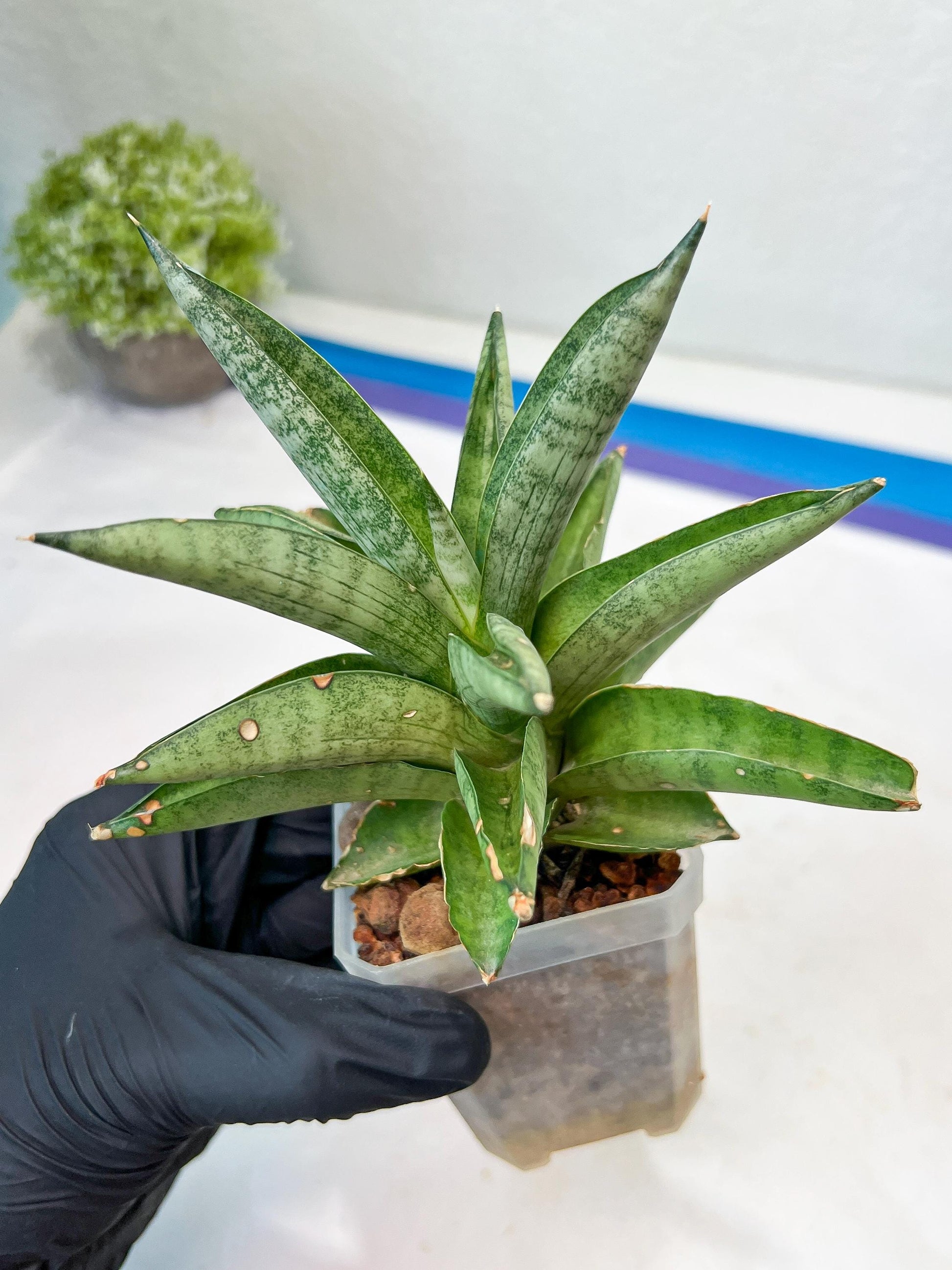 Sansevieria Soda (#A3) | Minor damage