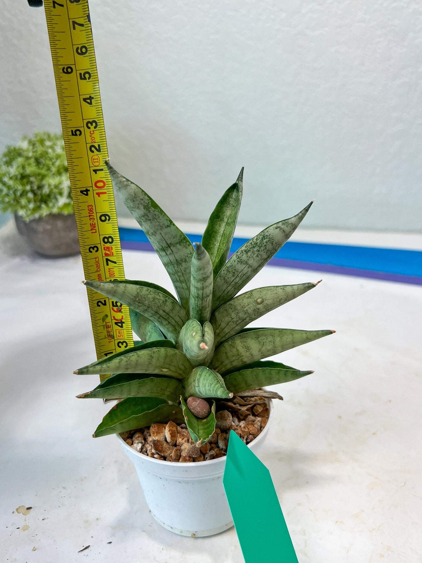 Sansevieria Soda (#A3) | Imported Plants