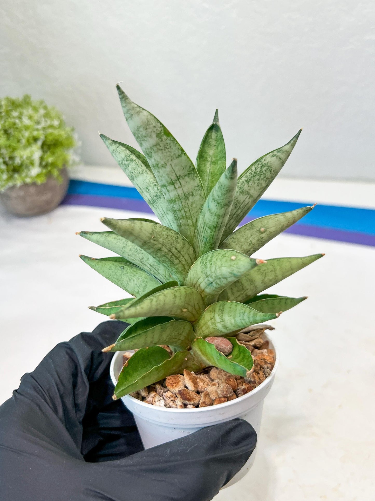 Sansevieria Soda (#A3) | Imported Plants
