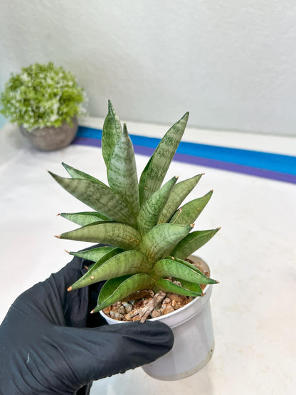 Sansevieria Soda (#A3) | Imported Plants