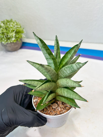 Sansevieria Soda (#A3) | Imported Plants