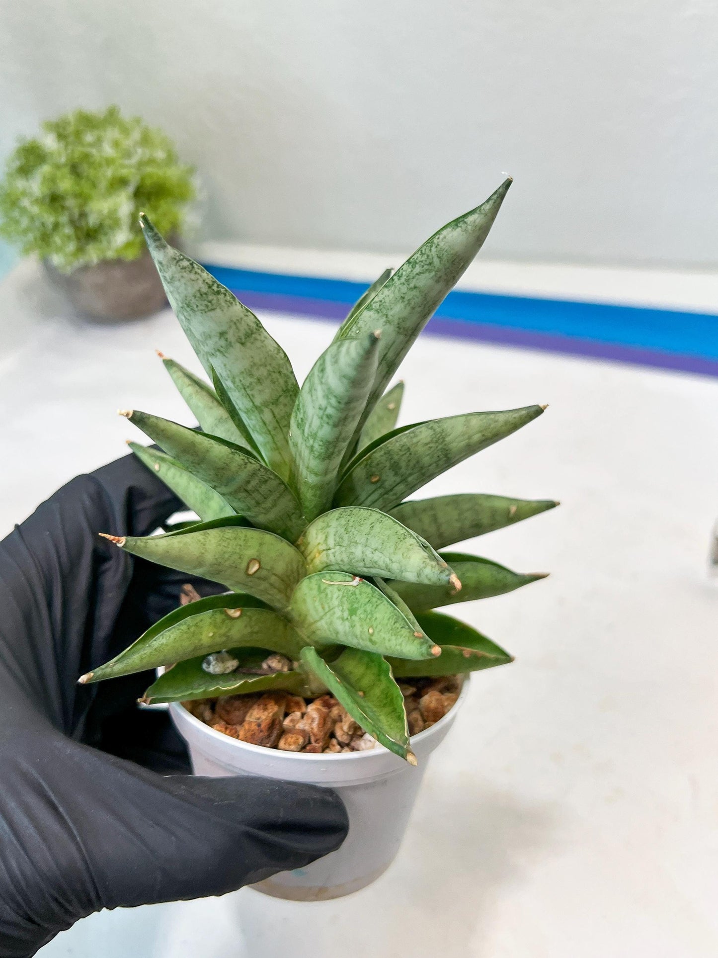 Sansevieria Soda (#A3) | Imported Plants