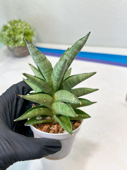 Sansevieria Soda (#A3) | Imported Plants