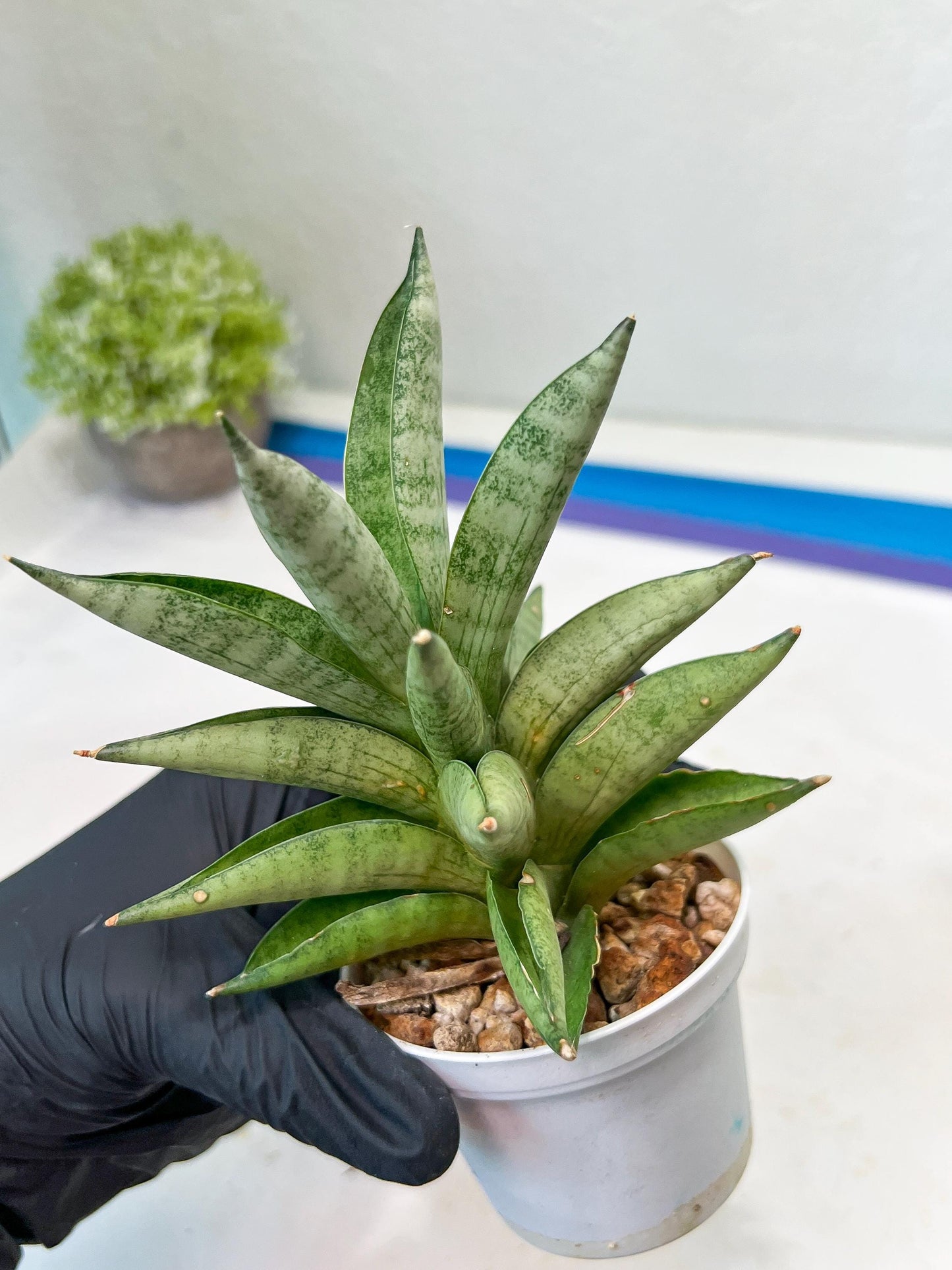 Sansevieria Soda (#A3) | Imported Plants
