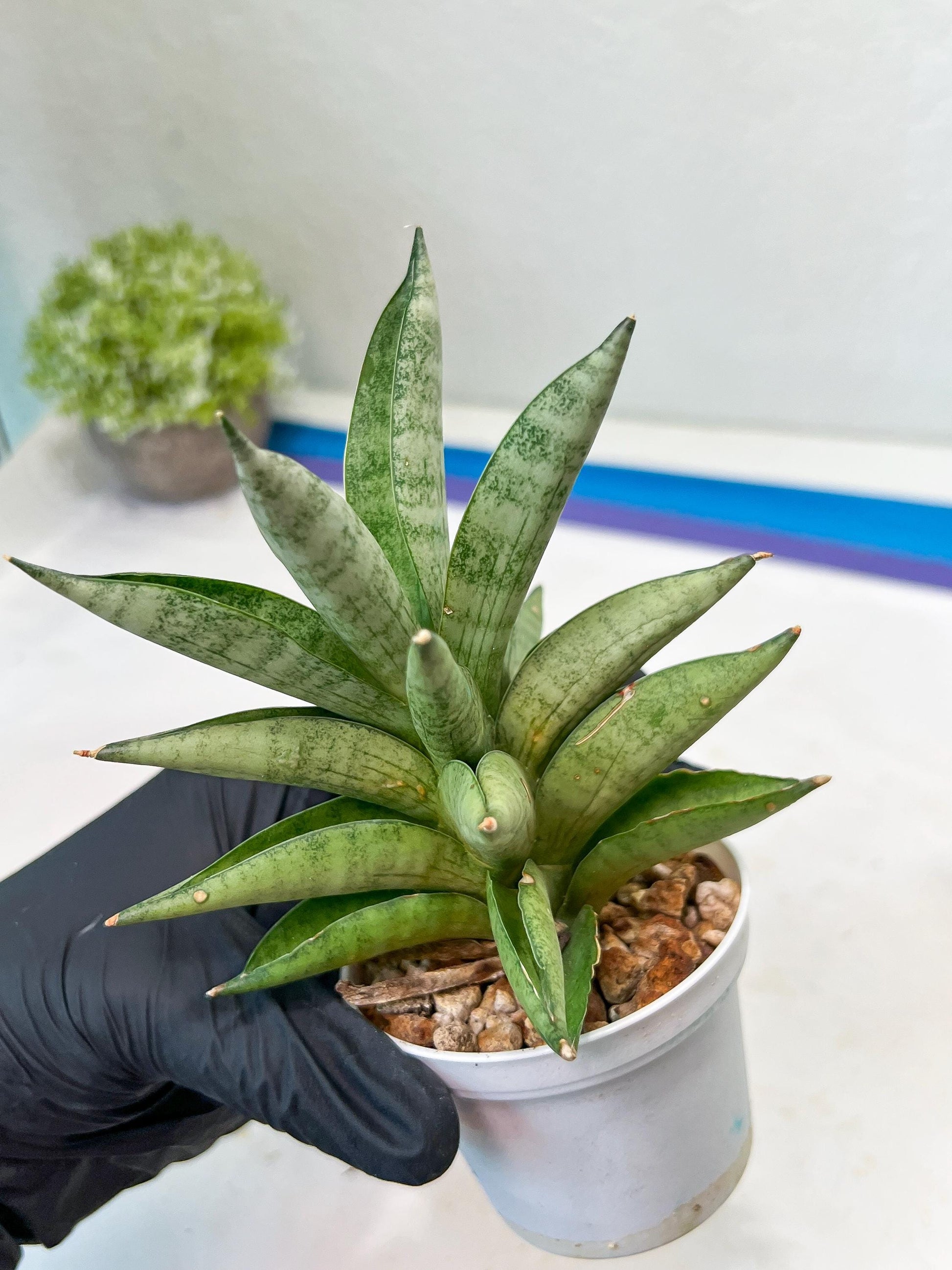Sansevieria Soda (#A3) | Imported Plants