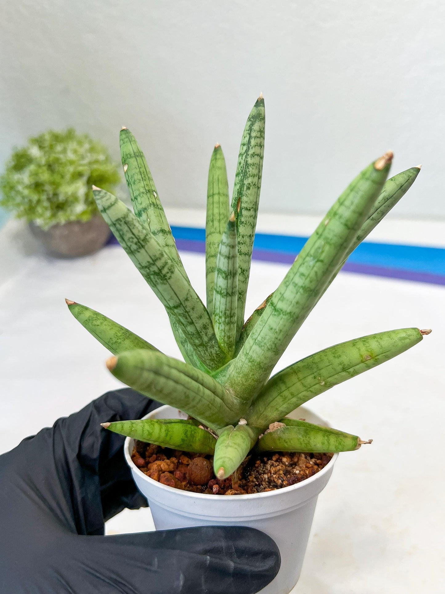 Sansevieria Snow Boy (AC16) | Imported Plants