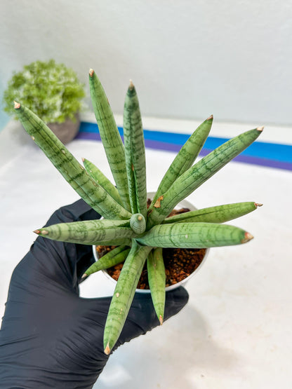 Sansevieria Snow Boy (AC16) | Imported Plants