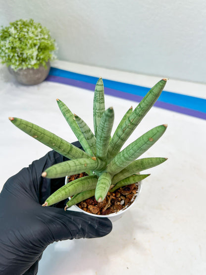 Sansevieria Snow Boy (AC16) | Imported Plants