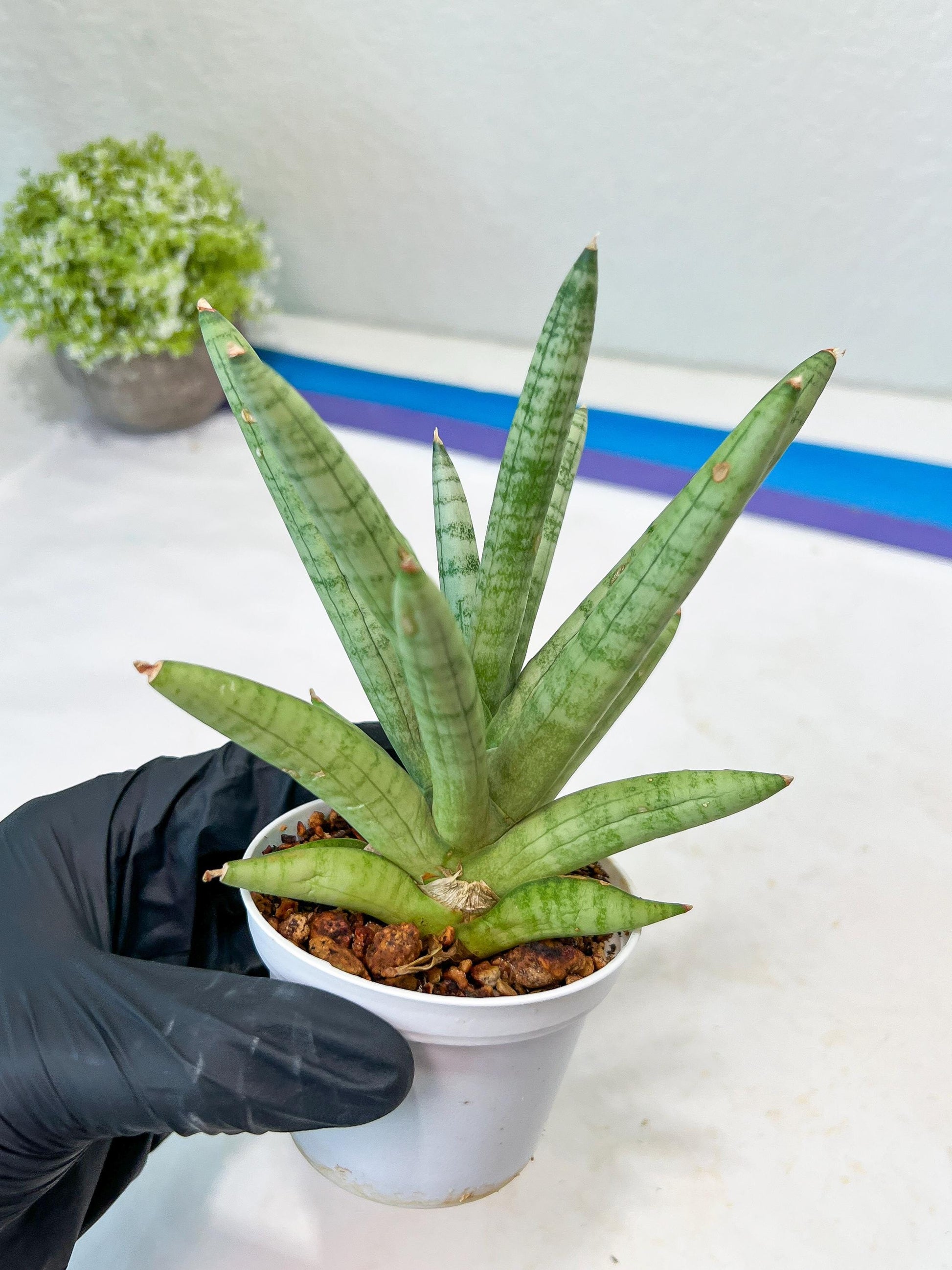 Sansevieria Snow Boy (AC16) | Imported Plants