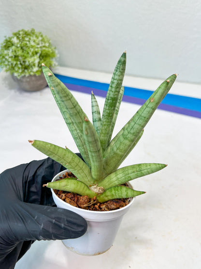 Sansevieria Snow Boy (AC16) | Imported Plants