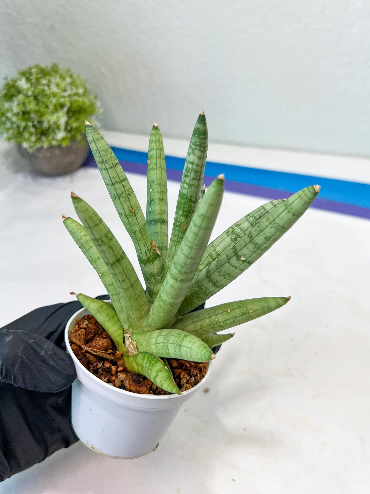 Sansevieria Snow Boy (AC16) | Imported Plants