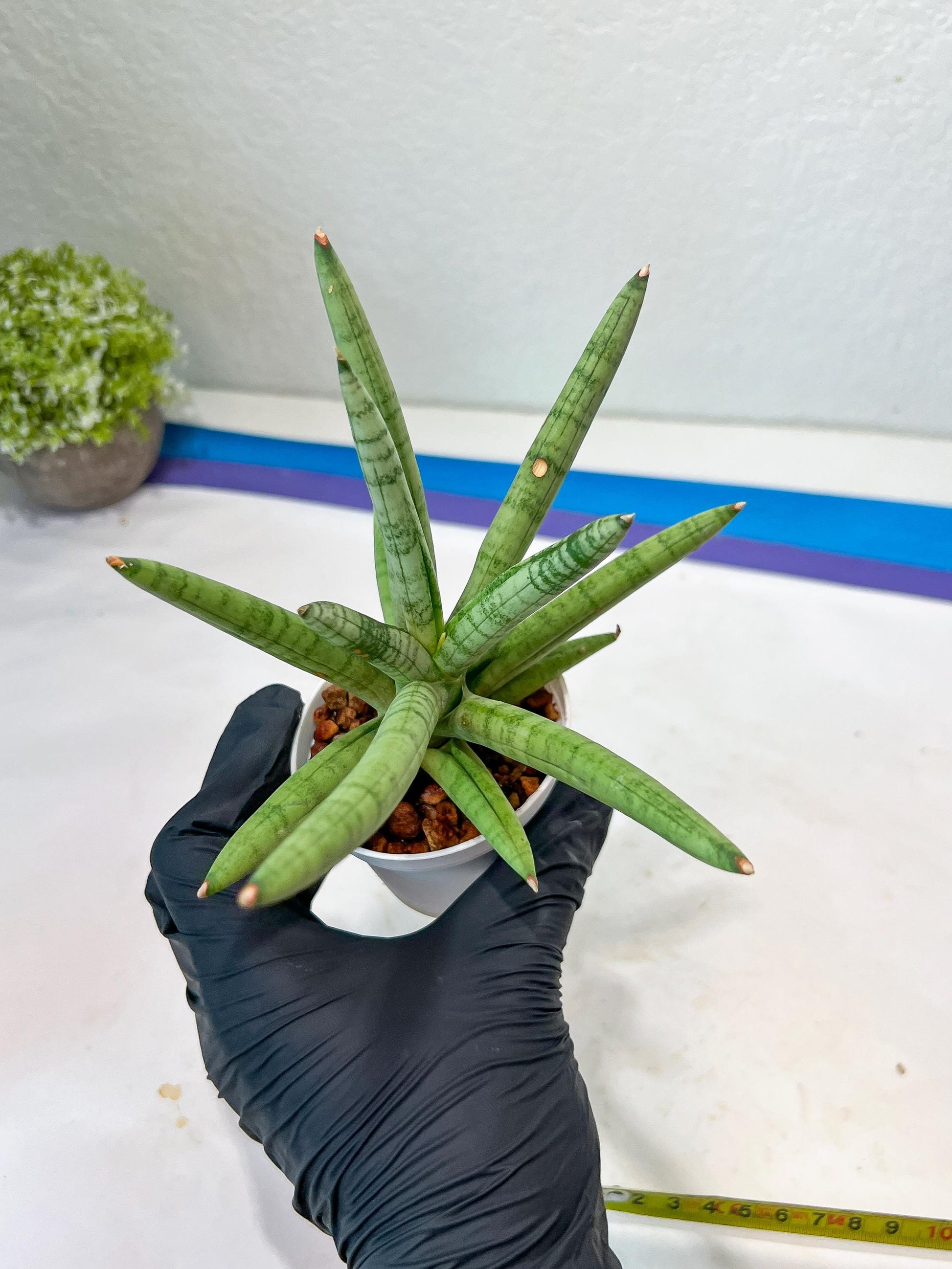 Sansevieria Snow Boy (AC16) | Imported Plants