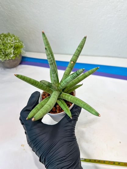 Sansevieria Snow Boy (AC16) | Imported Plants