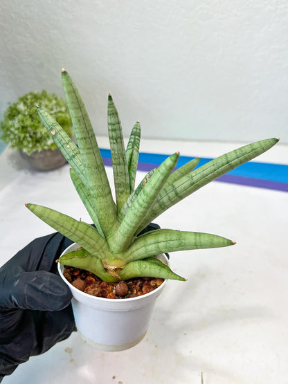 Sansevieria Snow Boy (AC16) | Imported Plants