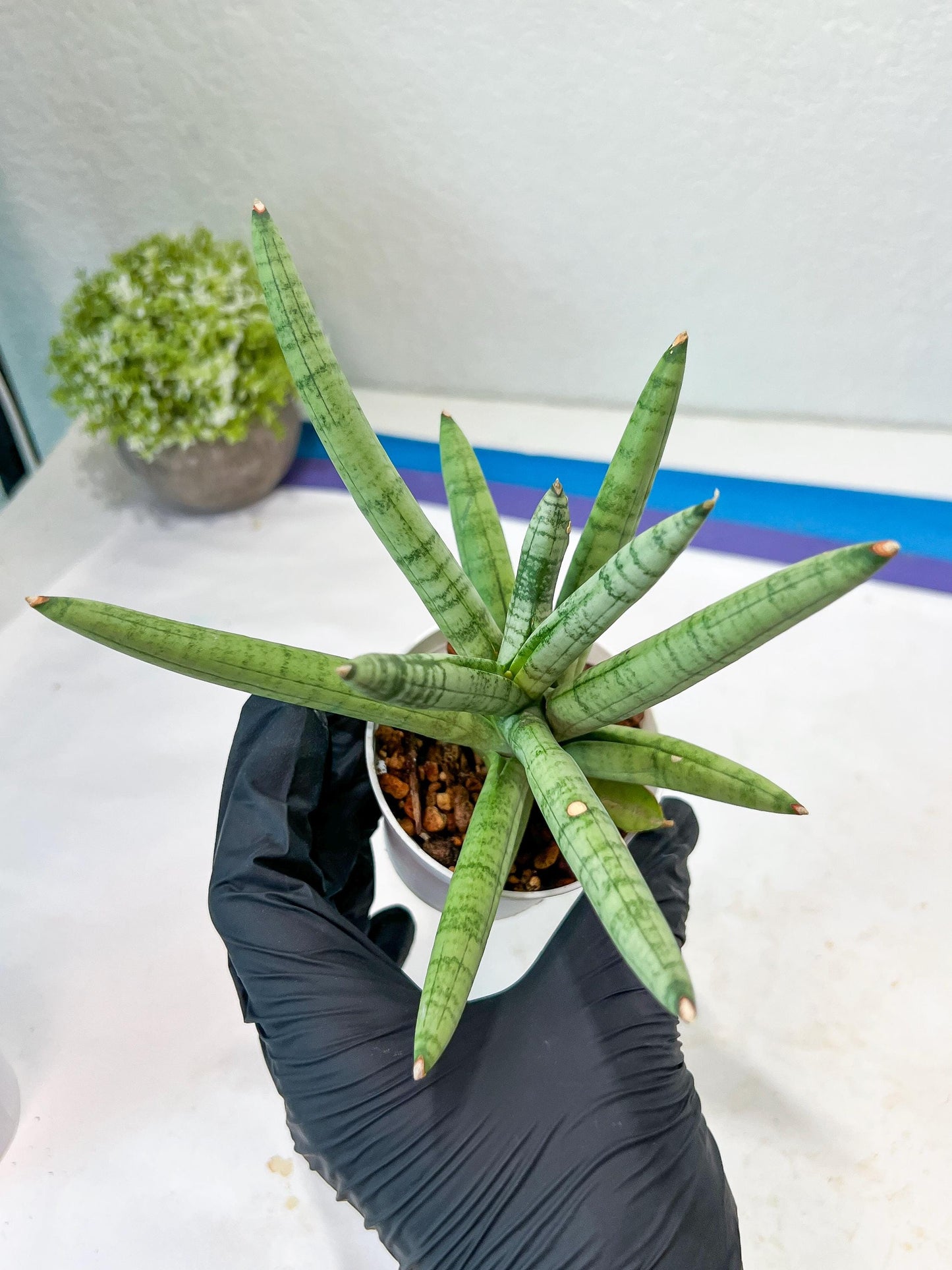 Sansevieria Snow Boy (AC16) | Imported Plants