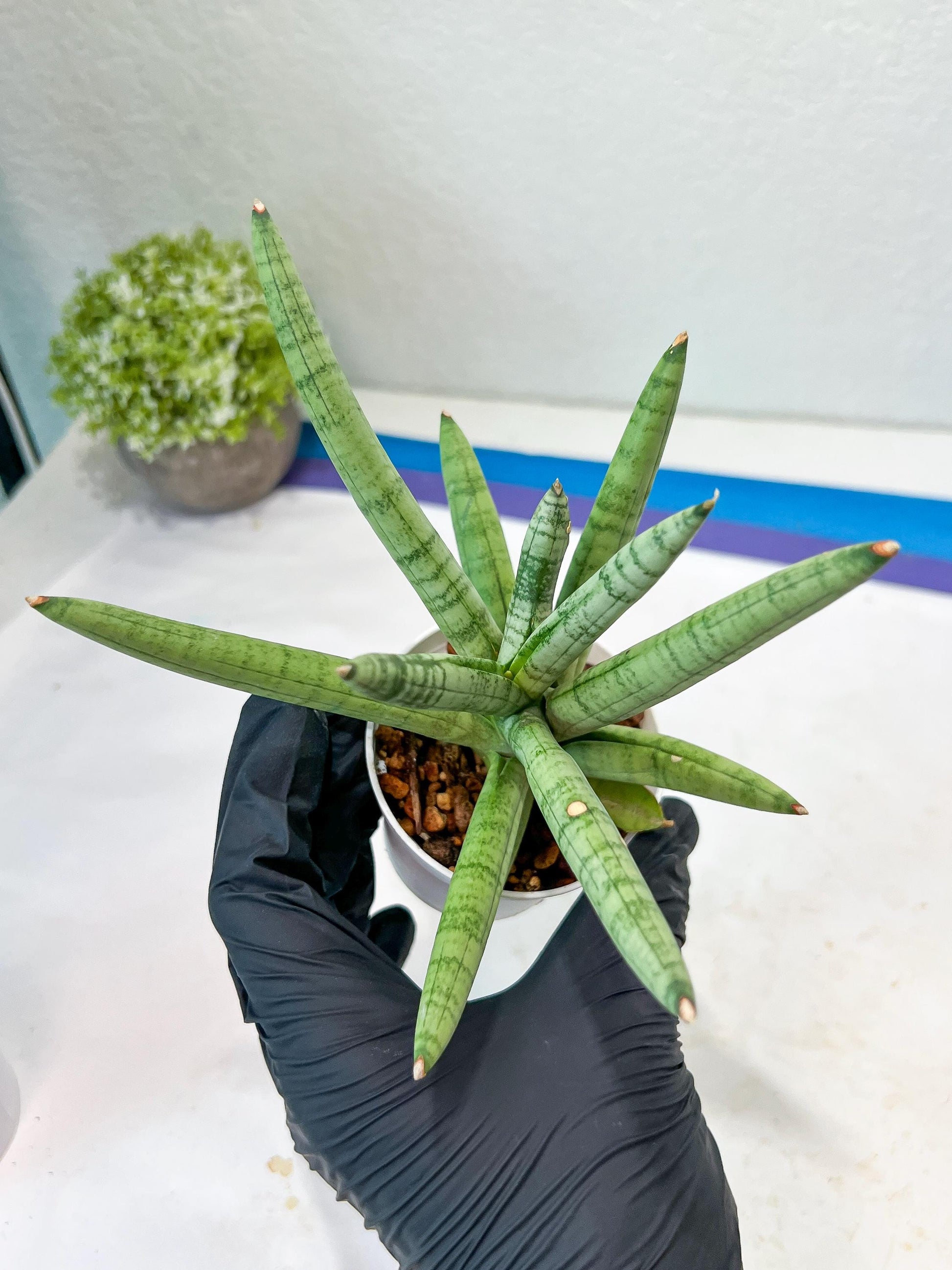 Sansevieria Snow Boy (AC16) | Imported Plants