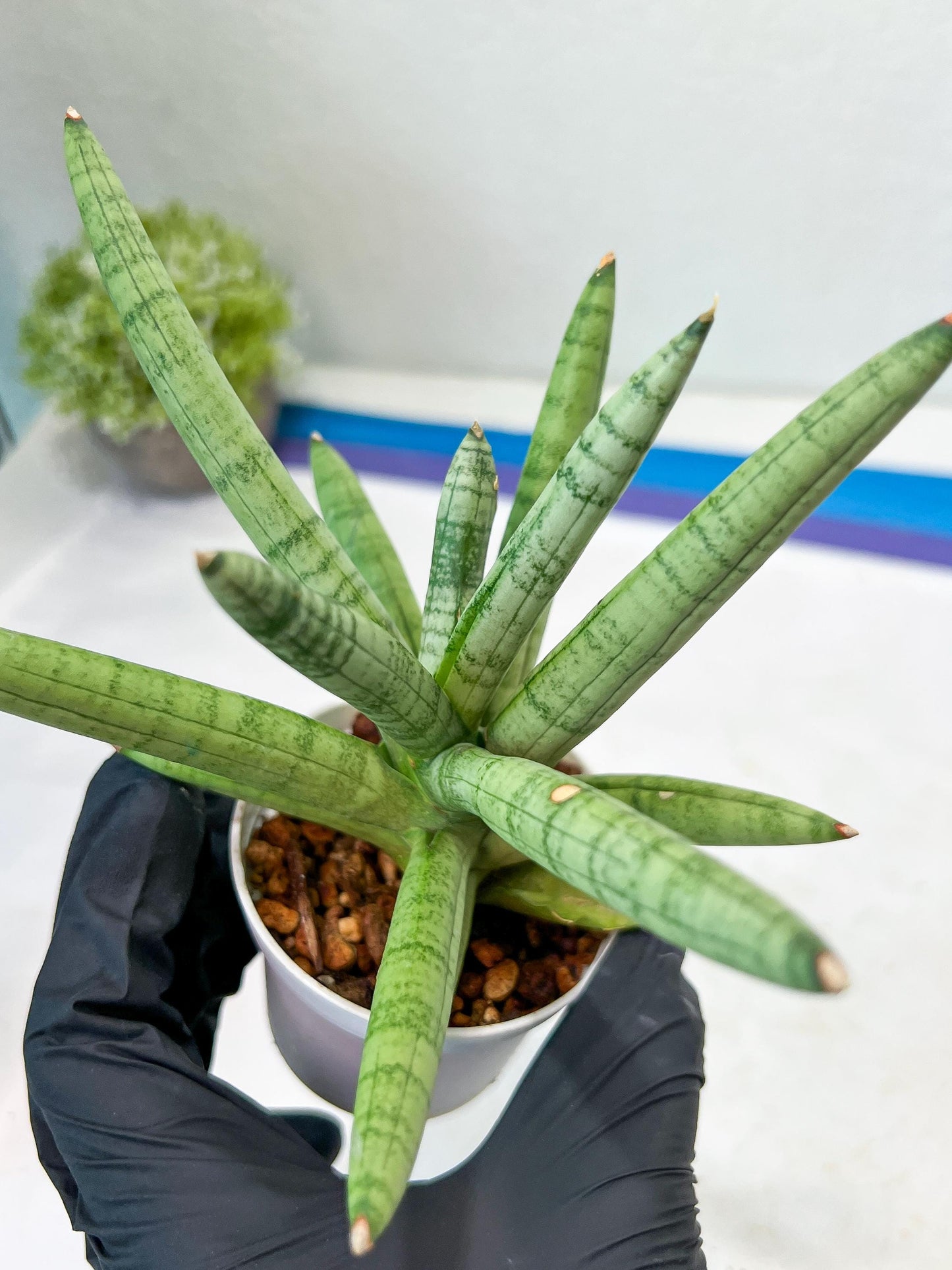 Sansevieria Snow Boy (AC16) | Imported Plants