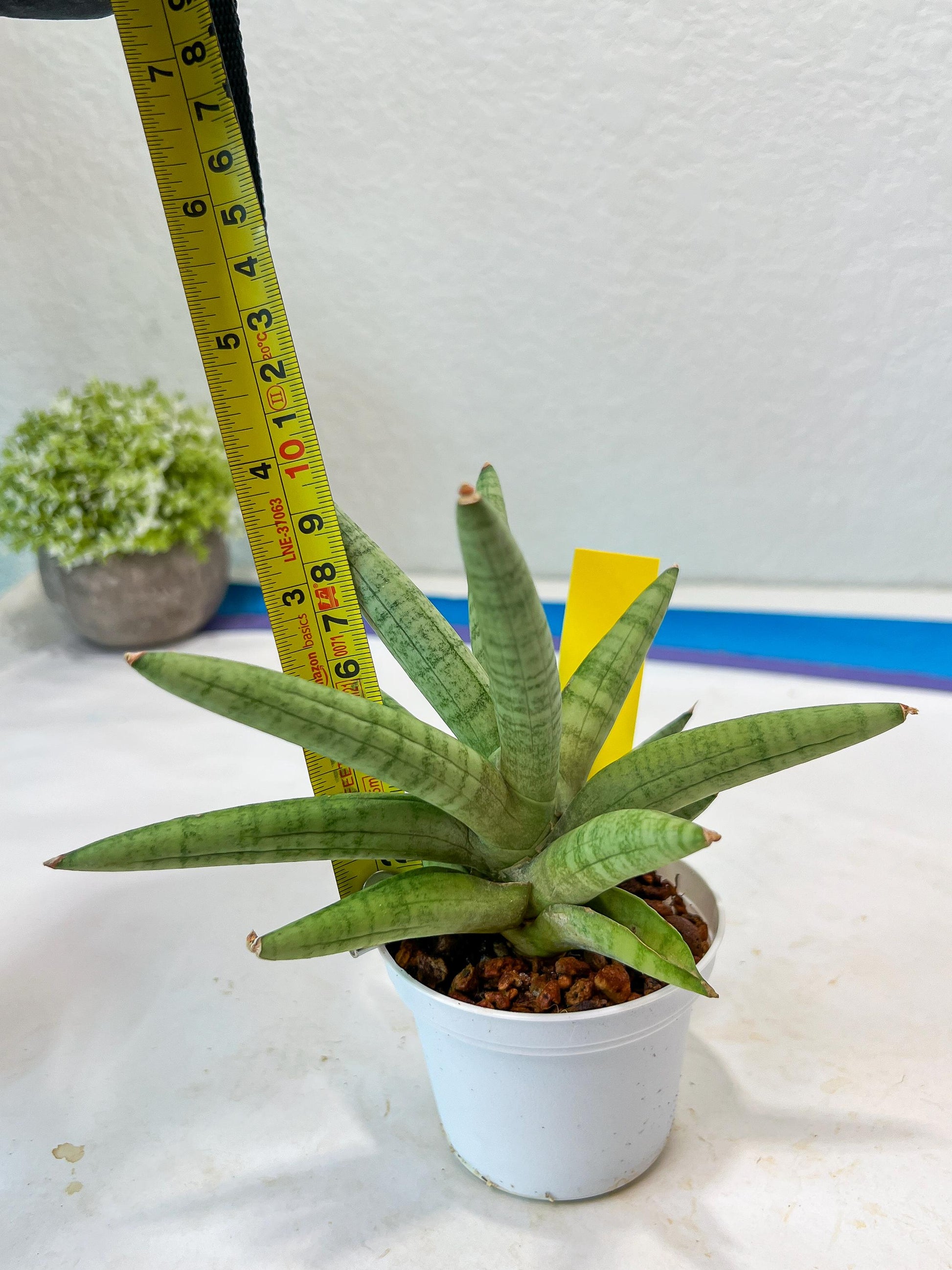 Sansevieria Snow Boy (AC16) | Imported Plants