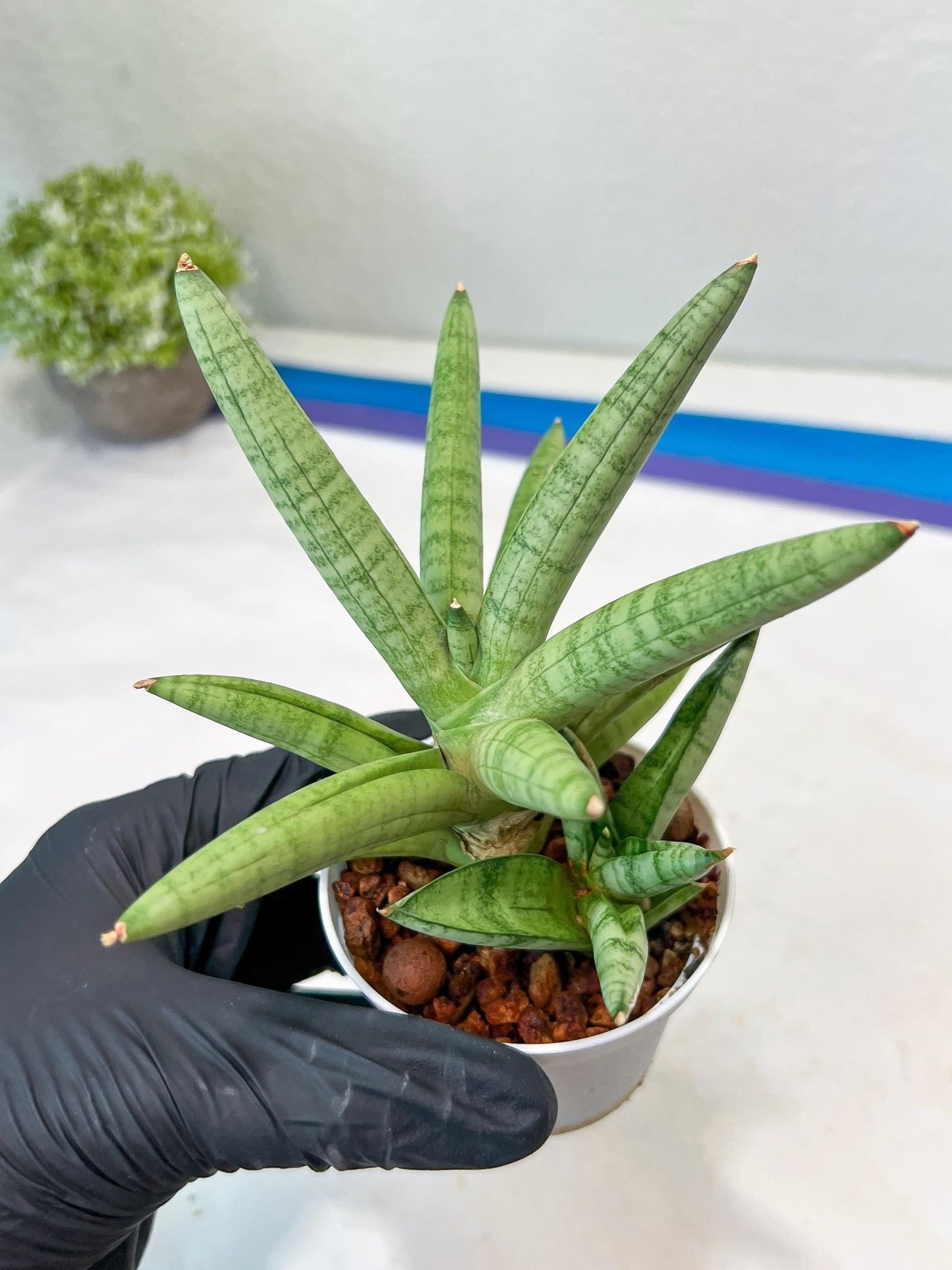 Sansevieria Snow Boy (AC16) | Imported Plants