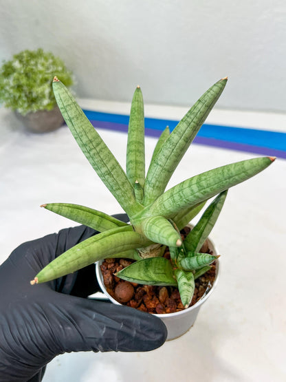 Sansevieria Snow Boy (AC16) | Imported Plants