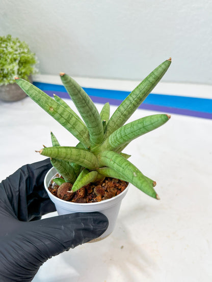 Sansevieria Snow Boy (AC16) | Imported Plants