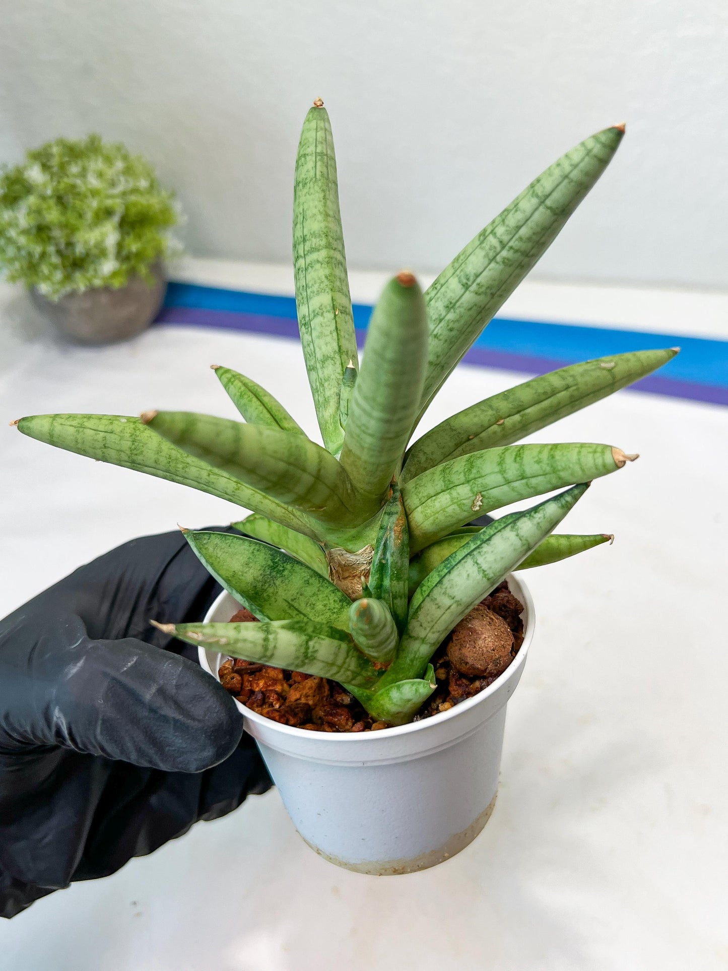 Sansevieria Snow Boy (AC16) | Imported Plants