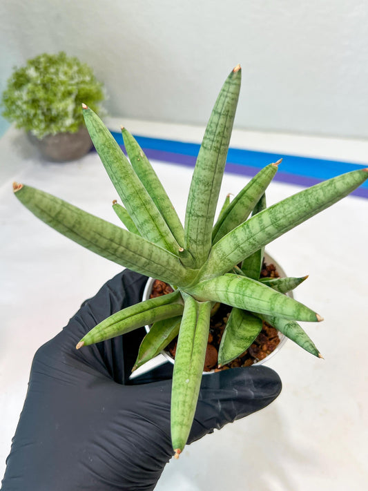 Sansevieria Snow Boy (AC16) | Imported Plants