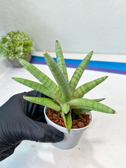Sansevieria Snow Boy (AC16) | Imported Plants