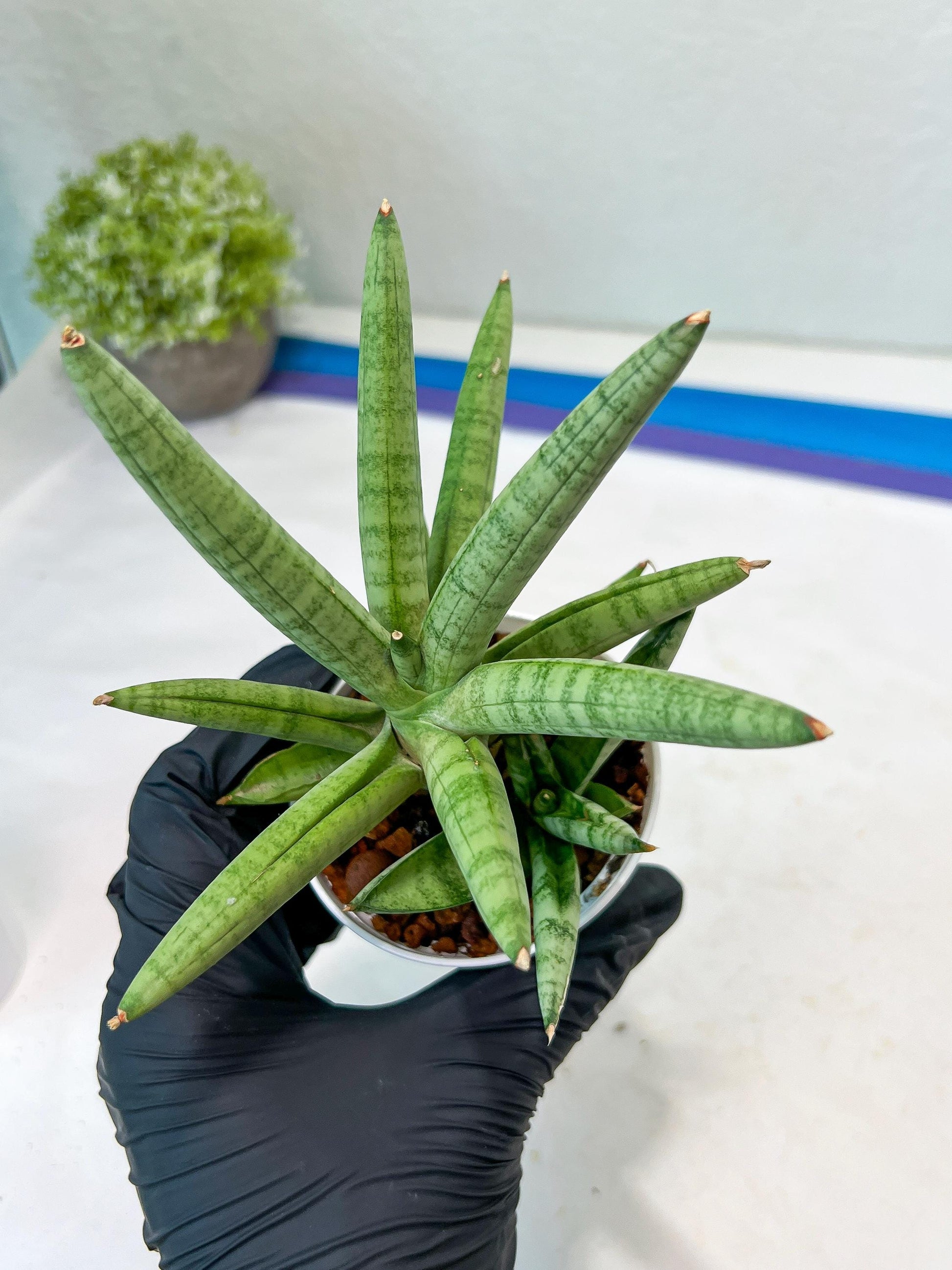 Sansevieria Snow Boy (AC16) | Imported Plants