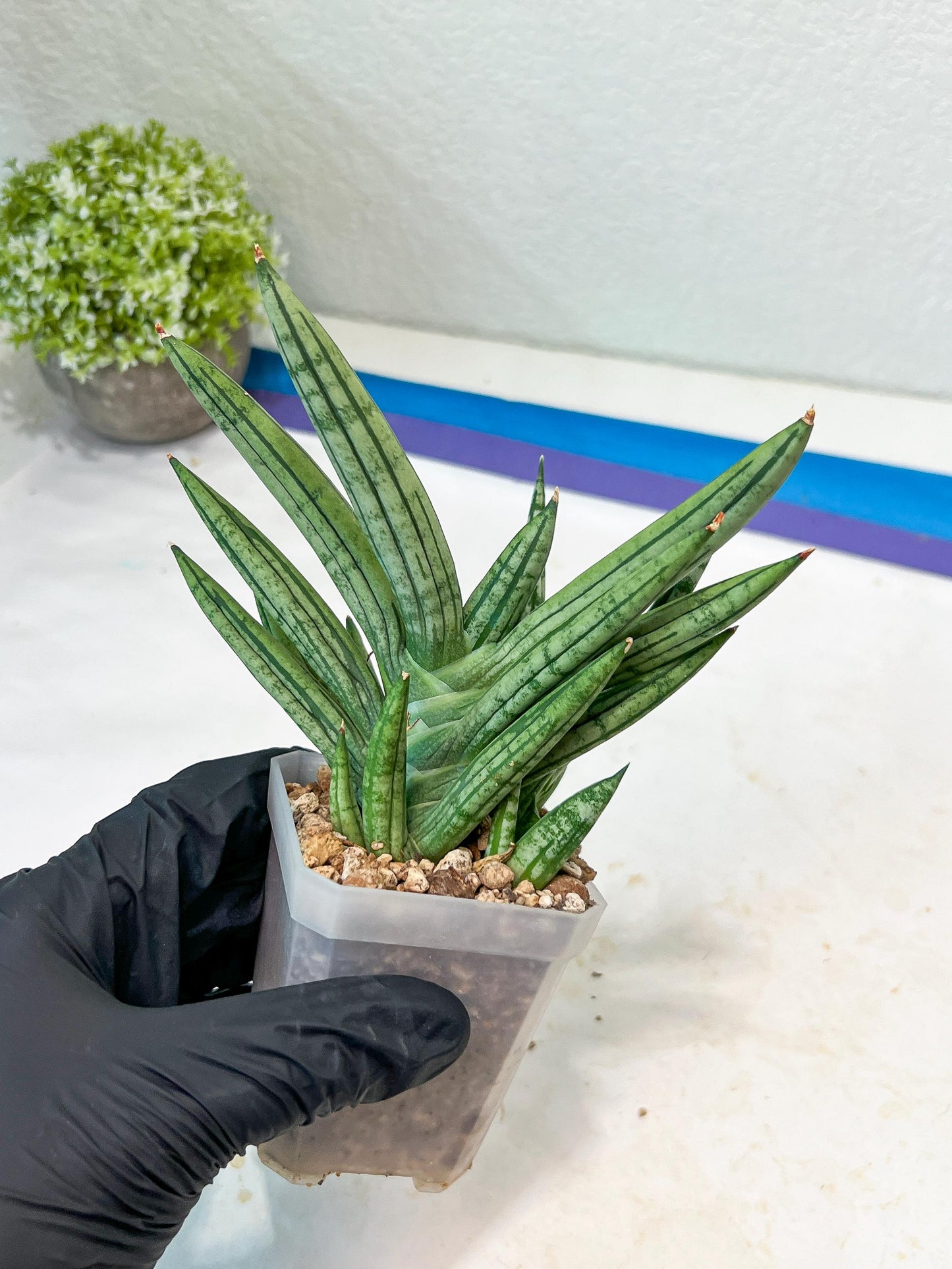 Sansevieria Zebra Tail (#AC19) | Imported Snake Plant