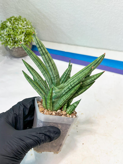 Sansevieria Zebra Tail (#AC19) | Imported Snake Plant