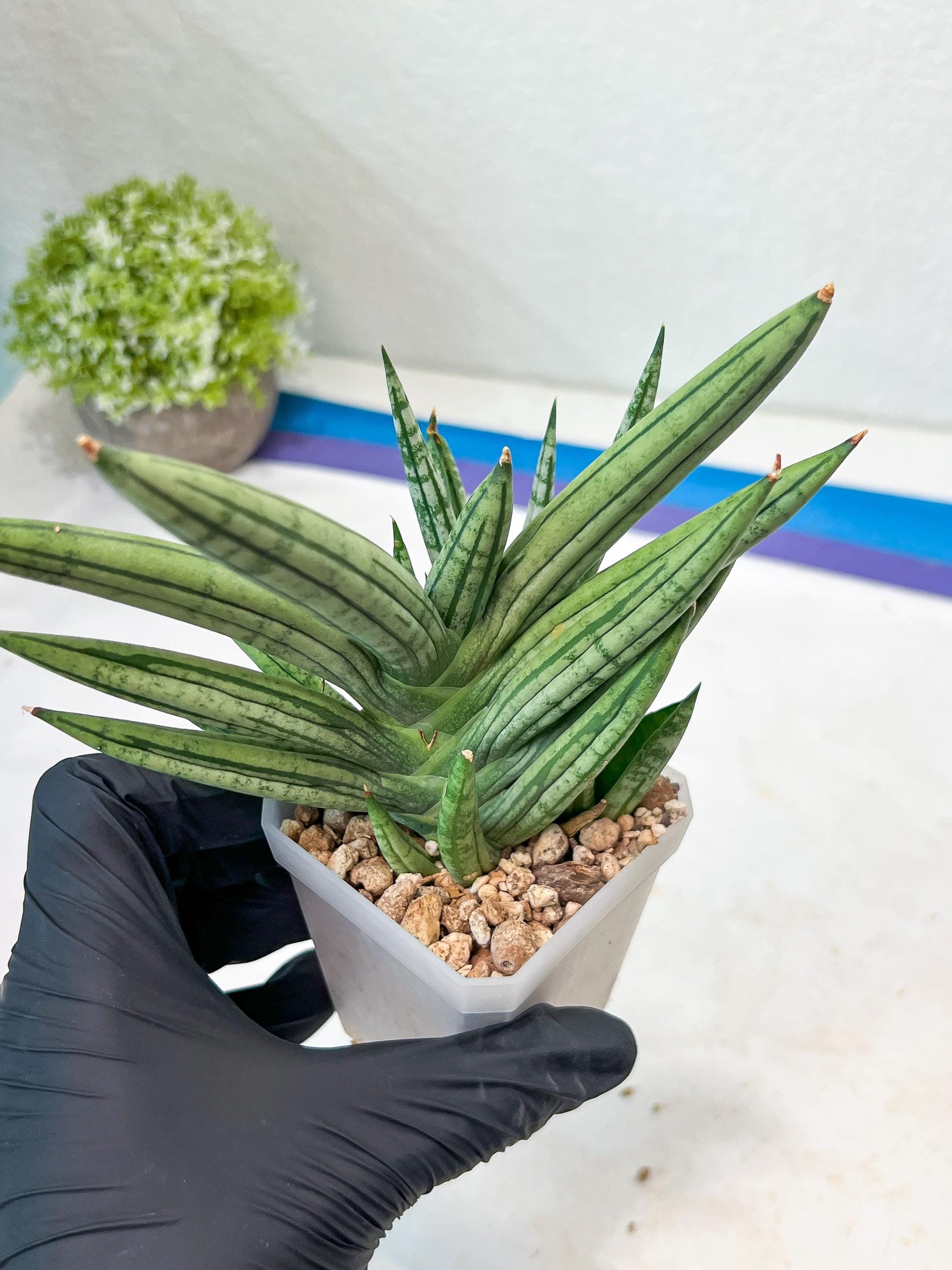 Sansevieria Zebra Tail (#AC19) | Imported Snake Plant