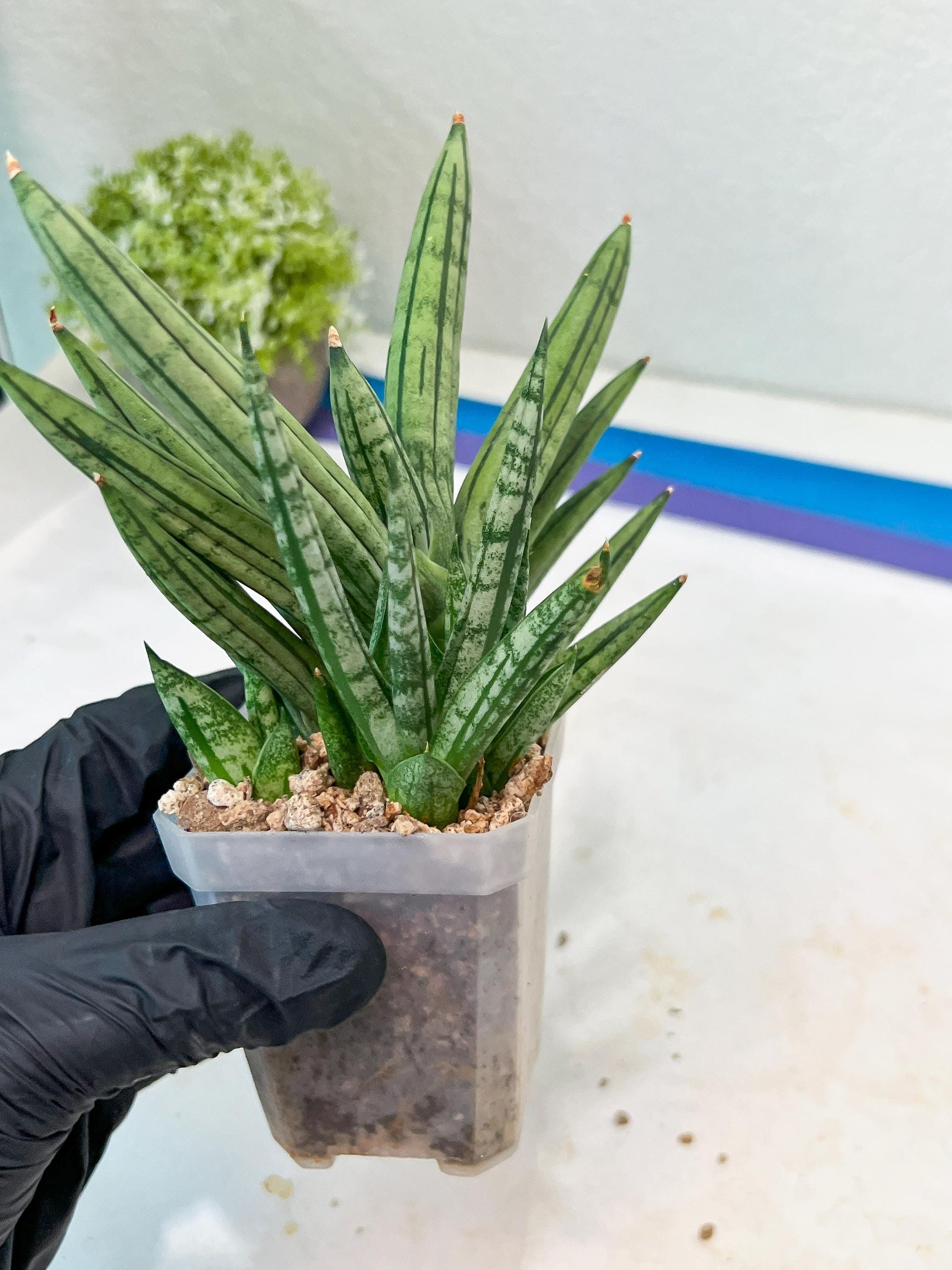 Sansevieria Zebra Tail (#AC19) | Imported Snake Plant