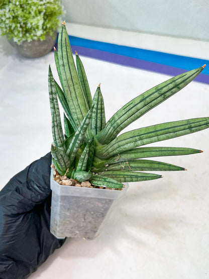 Sansevieria Zebra Tail (#AC19) | Imported Snake Plant
