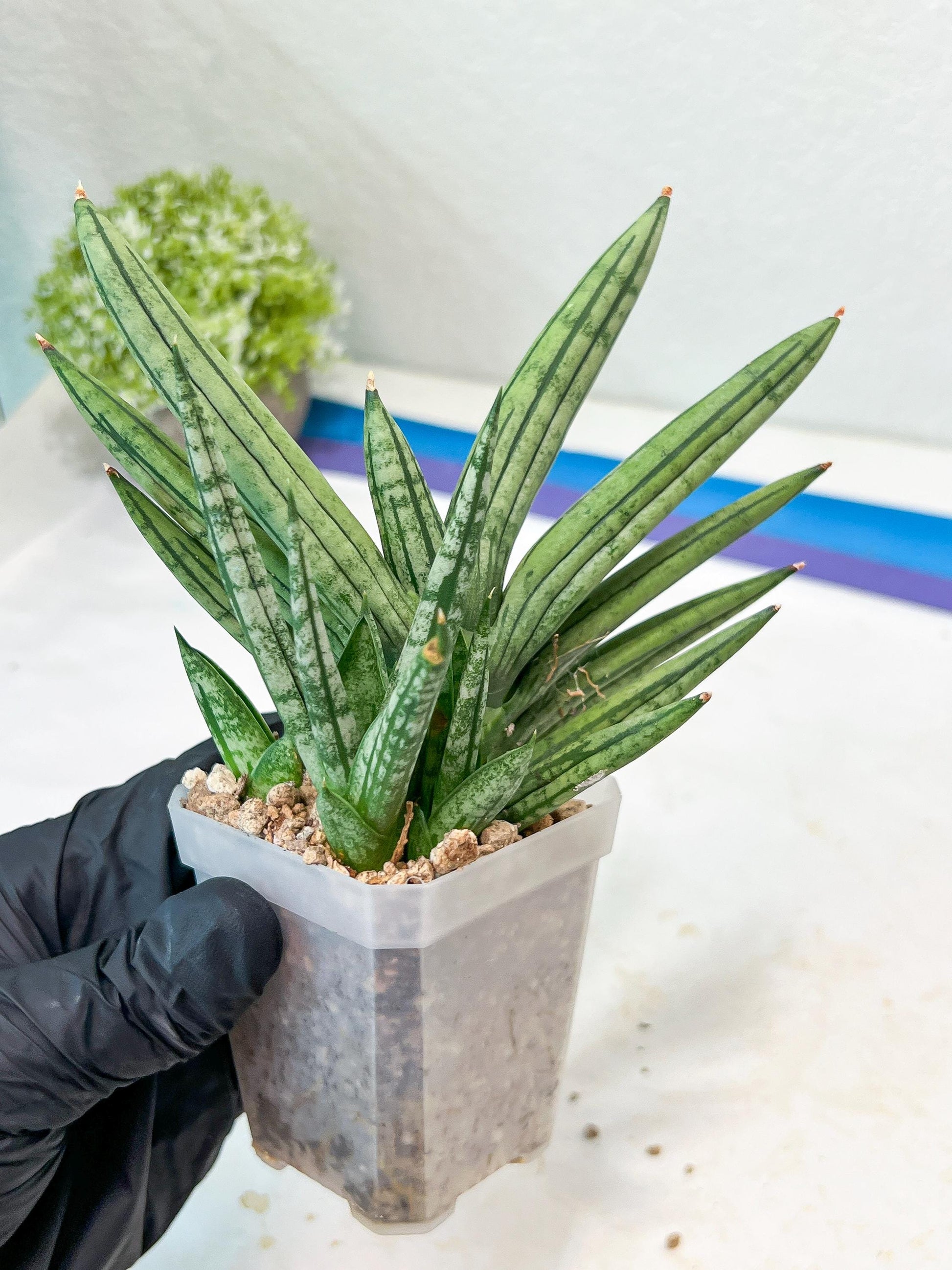 Sansevieria Zebra Tail (#AC19) | Imported Snake Plant