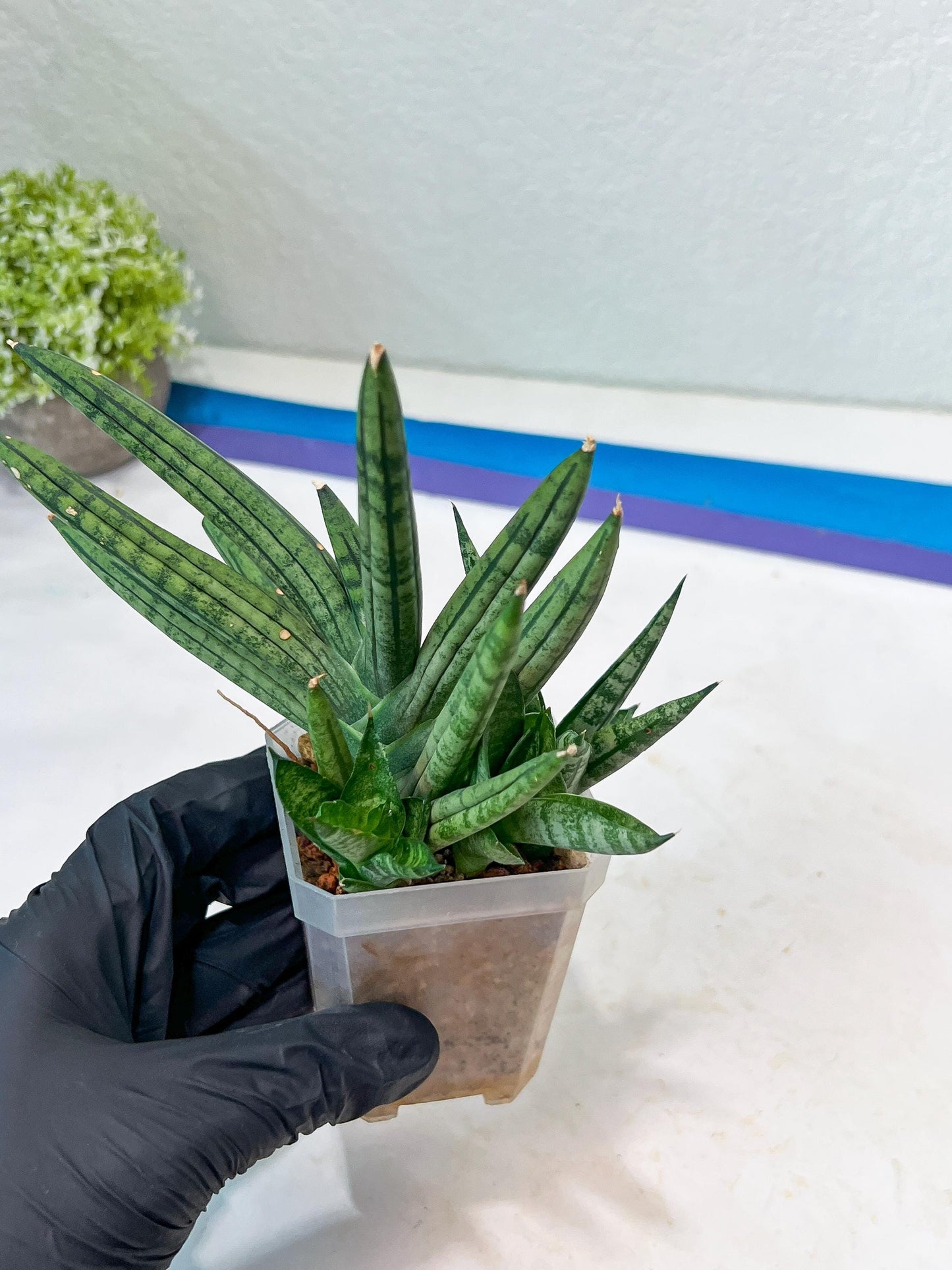Sansevieria Zebra Tail (#AC19) | Imported Snake Plant