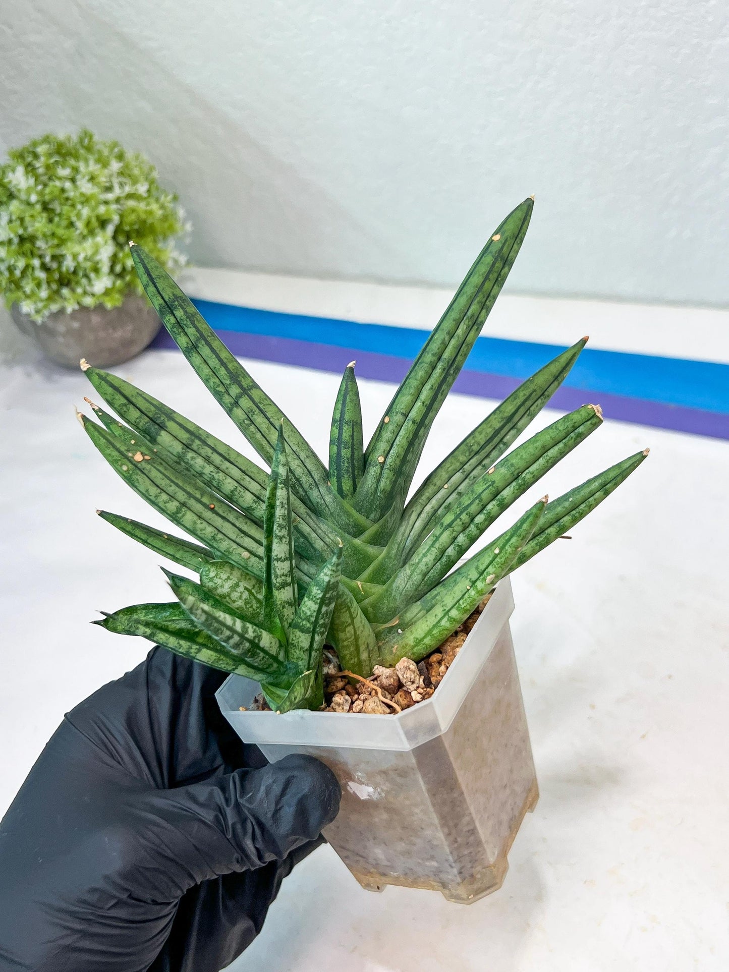 Sansevieria Zebra Tail (#AC19) | Imported Snake Plant