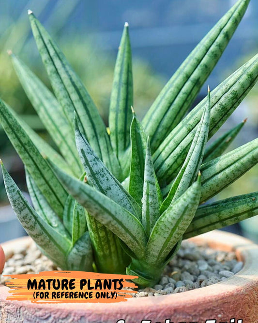 Sansevieria Zebra Tail (#AC19) | Imported Snake Plant