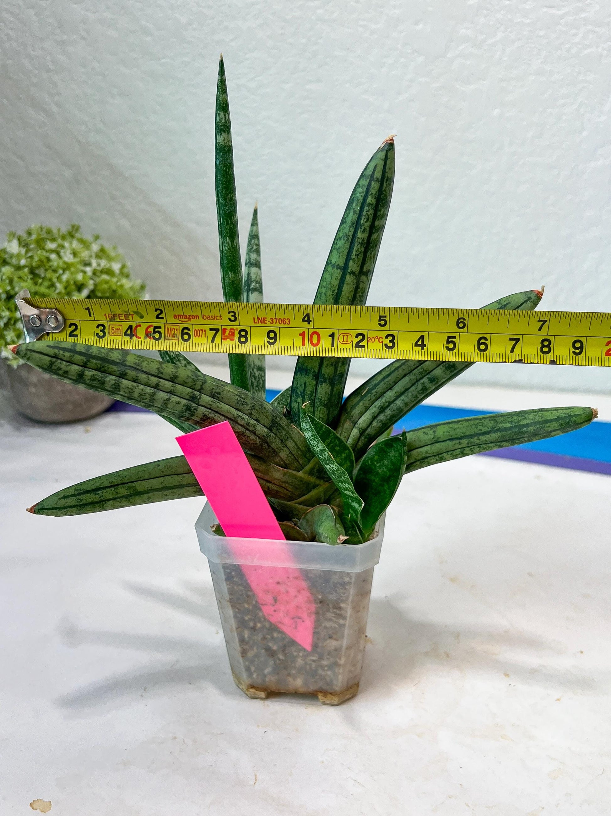 Sansevieria Rocker (#AC20) | Rare Imported House Plants